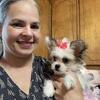 Chihuahua/peekapoo