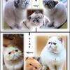 Color Point Exotic Short Hair Kittens arriving soon...! 