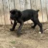 Cane Corso pups ICCF registered born march 17th 2024