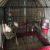 For sale 4 Zebra Finches cage and supplies