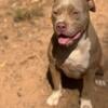 Sweet American Bully looking for a couch