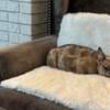 Classic French Bulldogs AKC (rainbow litter)