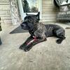 Cane Corso Pup