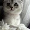 Scottish fold female