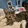 Tabby cat