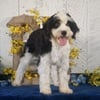 Mini Aussiedoodle Kenton