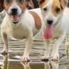 Jack Russell Terrier Bros