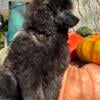 AKC Reg Poodle Puppies Males