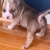 Champion line American Bullys for sale