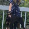 Doberman Male