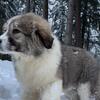 UKC REGISTERED-Breeding Quality- Caucasian Shepherd  River X Ivn puppies