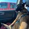 Belgian Malinois Female Michigan 9-9-24