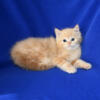 Adorable Flame Mink TICA Ragdoll Kittens Available!