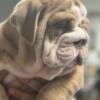 Gorgeous English Bulldog