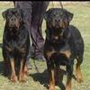 Beautiful Champion Bred Rottweilers