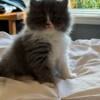 Persian Blue and White CFA Pedigreed kitten