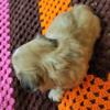 Shih Apso and Lhasa Tzu Puppies