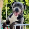 American Bulldog/Pitbull Terrier Puppies Ohio