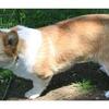 AKC Pembroke Welsh Corgi in WI