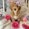 Daffodil miniature golden doodle