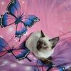 Siamese kitten