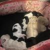 Puppies for sale