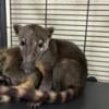 Red Coatimundi Male 3 months