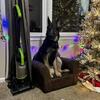 Male 7 month old German shepherd