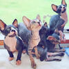 Sphynx kittens available