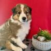 Rough Collies (Lassie puppies) 8 week only 3 left