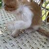 exotic short hair kitten ----yellow/white----boy