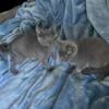 Russian Blue Kittens B&G