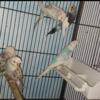 Young Credted & Backfrills budgies to rehome