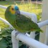 Blue front Amazon parrot