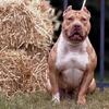AMERICAN BULLY ADULT FEMALE