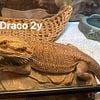 BEARDED DRAGONS