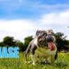 For sale English Bulldog