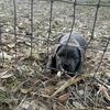 8 week old purebred cane corso puppies