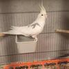 Cockatiel 