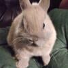 Blue tort Netherland Dwarf Bunny