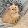 Selkirk Rex curly kitten Milton