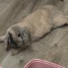 Spayed 1 year old holland lop doe