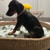 Female European Doberman puppy 