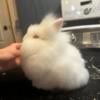 2 Pedigree Lionhead Rabbit