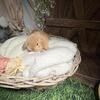 Holland Lop Lops Netherland Dwarfs Mini Rex Lionlops Mini Plush Lops Bunny Rabbit Baby Bunnies