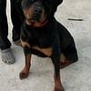 AKC, German Rottweiler, female