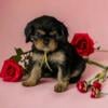 Black and Tan Cavalier King Charles Spaniel