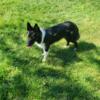 Female Border Collie