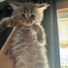 Maine coons 