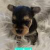 Yorkipoo yorkshire terrier mix puppies